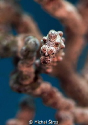Pygmy seahorse by Michal Štros 